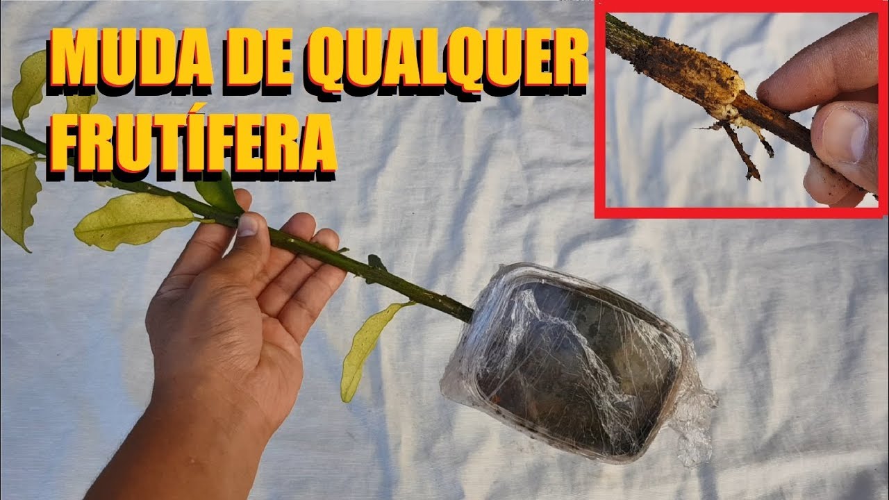 Fa&ccedil;a muda de qualquer frut&iacute;fera desta forma passo a passo completo (super simples)
