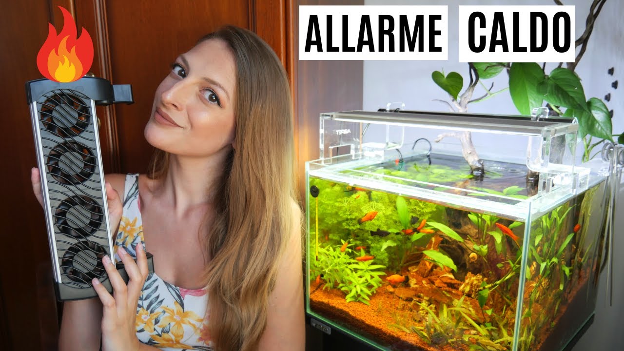ALLARME CALDO IN ACQUARIO 🔥 Problemi e rimedi