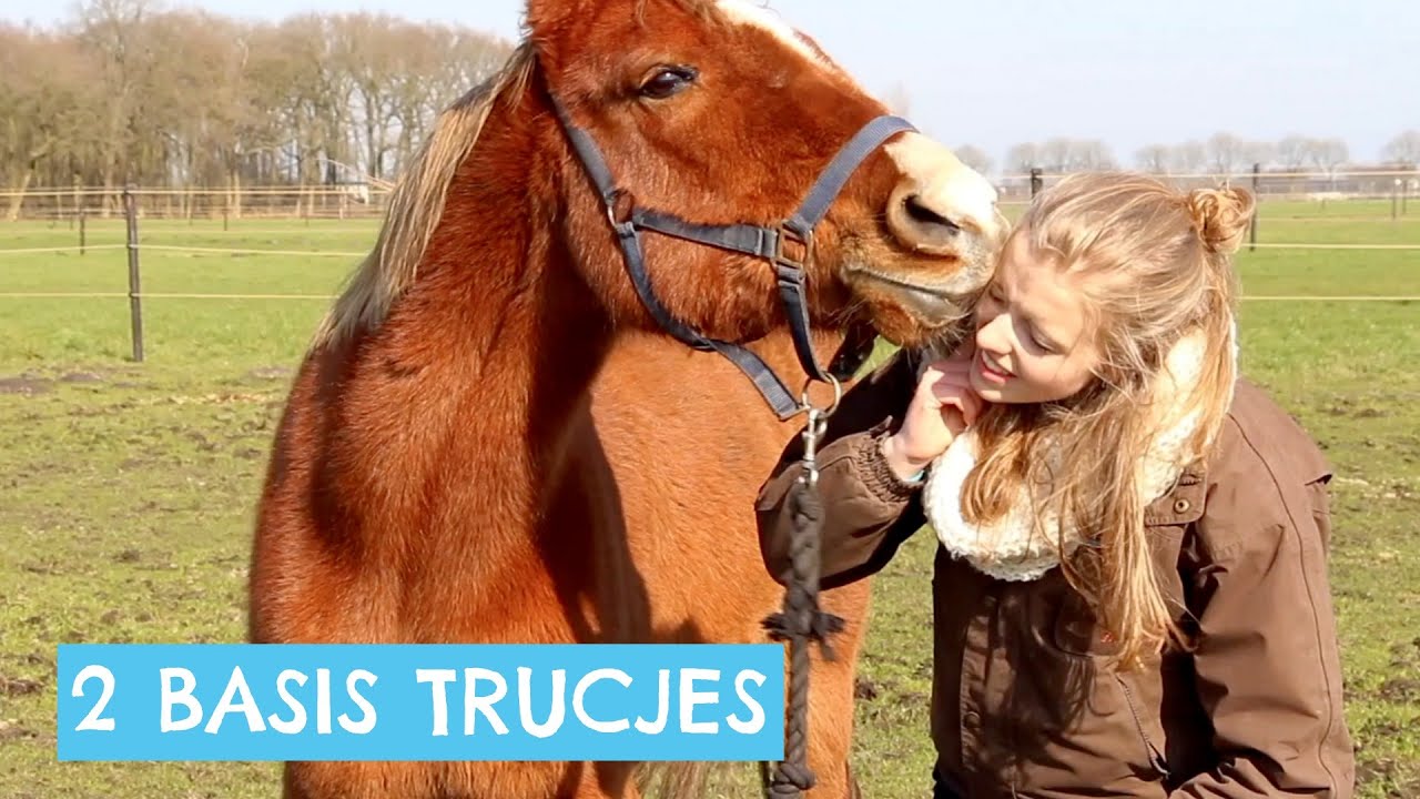 2 Basis trucjes van Vrijheidsdressuur
