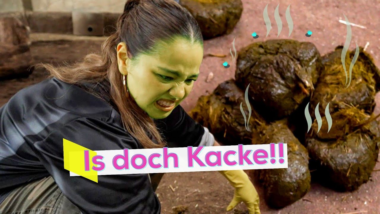 Kölns größte Kackhaufen 🐘💩 | KiKA LIVE City Clash