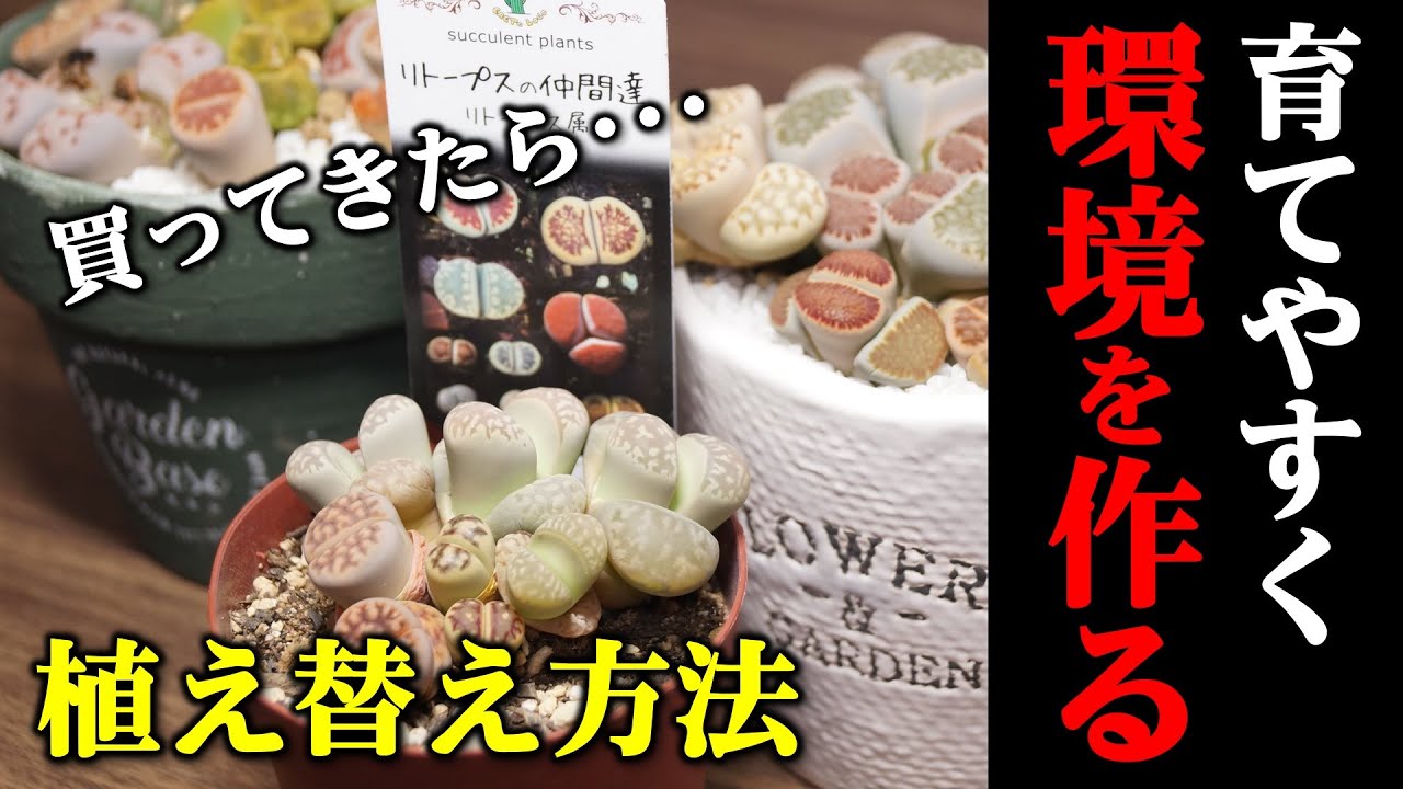 【買ったらやるべき？】脱皮中のリトープスを育てやすく植え替えよう！【多肉植物の育て方】