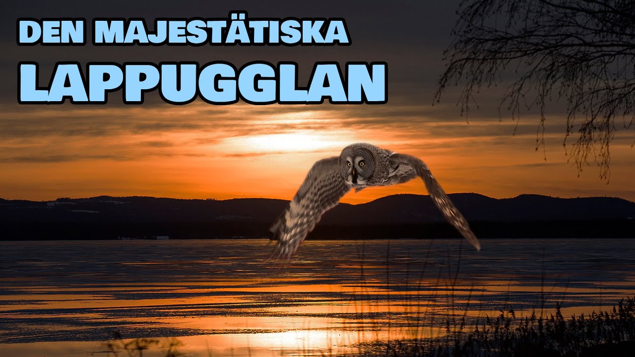 På Jakt Efter Lappugglan