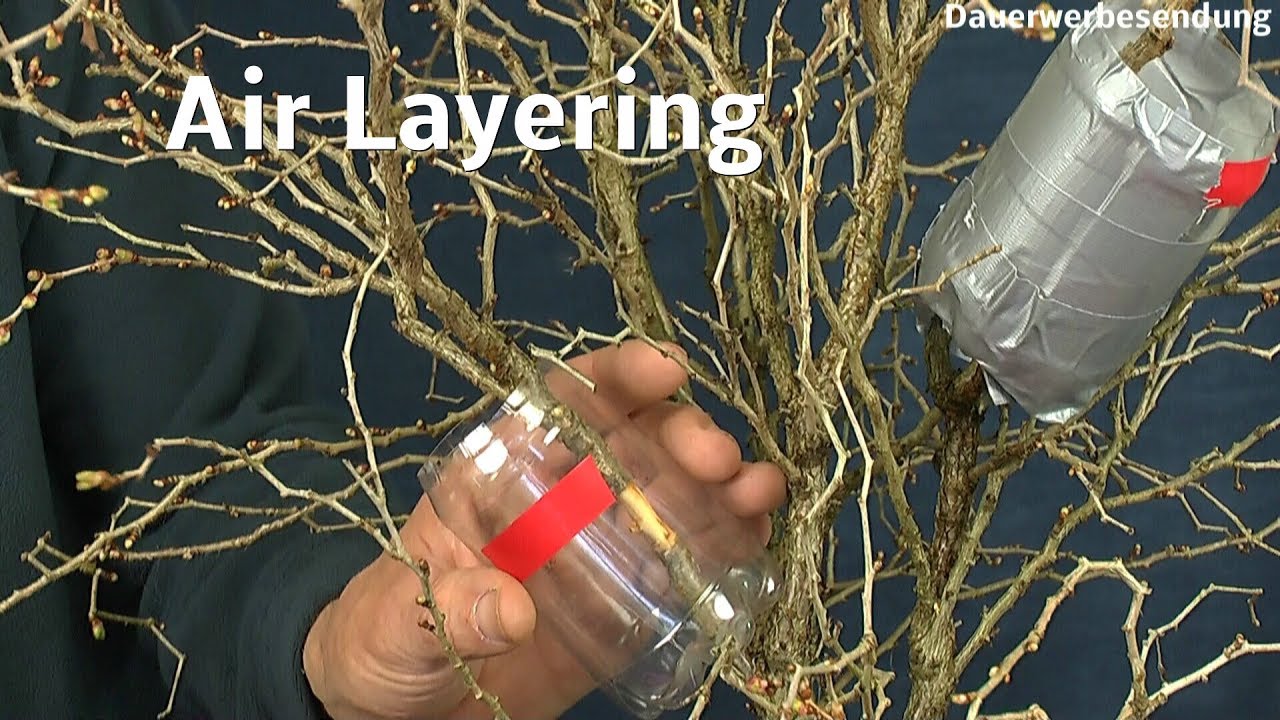 Bonsai Anzucht Abmoosung mit Erfolg