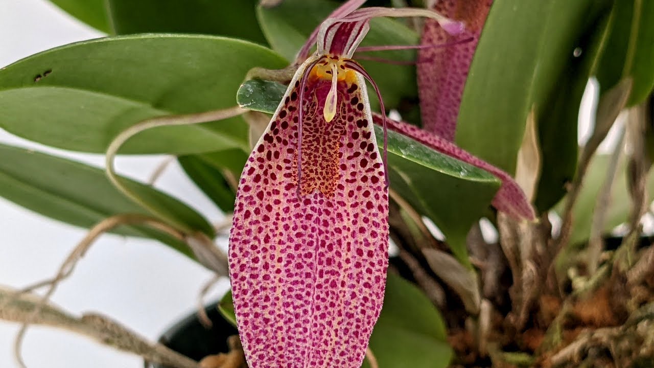 Une jolie réception de plantes pour démarrer l’année dont un Bulbophyllum reticulatum
