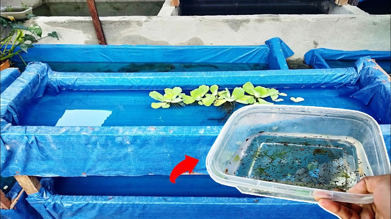 GUPPY FRY harvested in mini wooden trapal pond