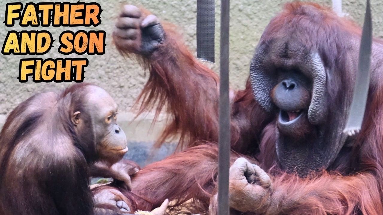 Father and Son Orangutan In A Huge Fight!