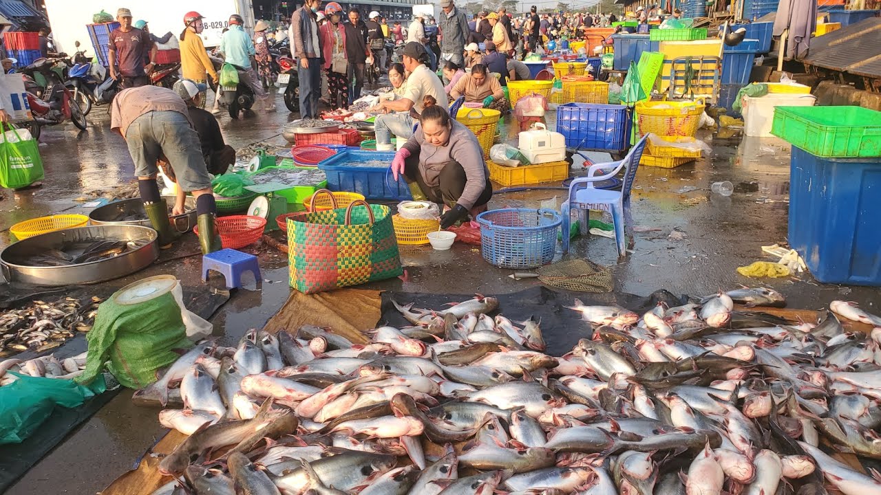 Chợ đầu mối bình điền sáng thứ bảy cá vồ đém 30k cá phai 50k cá ngát 35k 