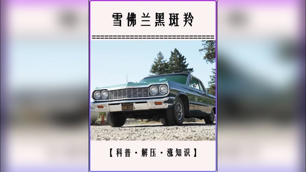 为84岁老人圆梦唤醒沉睡25年的黑斑羚！从一堆废铁到完美如新