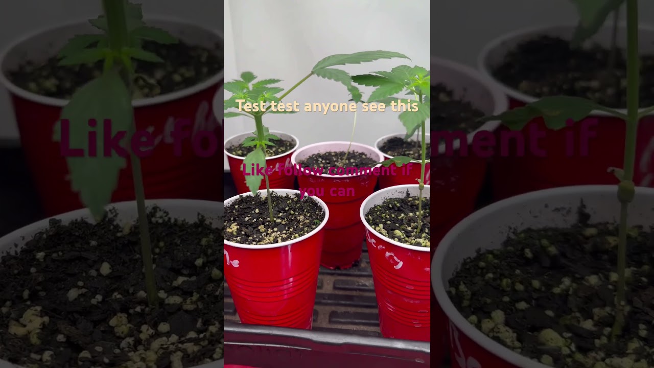Coffee & a joint #weedseedsexpress