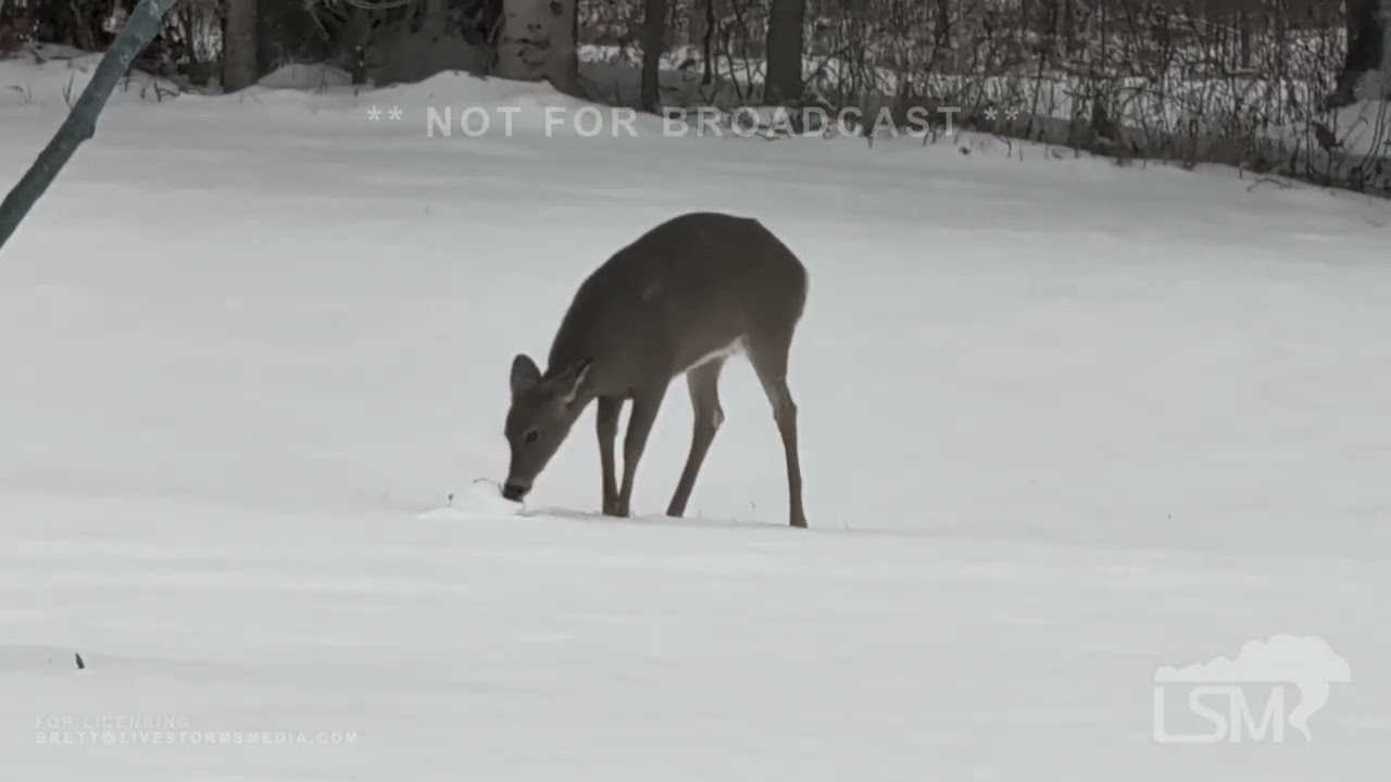 11-27-2025 Erie, Pennsylvania - Lake Effect Snow - Deer Playing in Heavy Snow