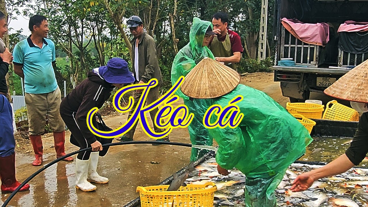 Kéo cá buổi sáng cuối năm, chim to 
