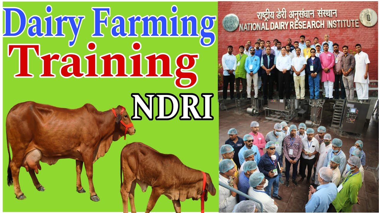 Dairy Farming Training 15-21 Feb. 2024 😍 Dairy Farm Training NDRI 👍 Cow Rearing Training #cow #tr...