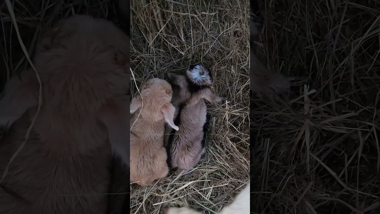 4 Baby Goats Born Today 🐐 Real-Time Farm Update #babykids