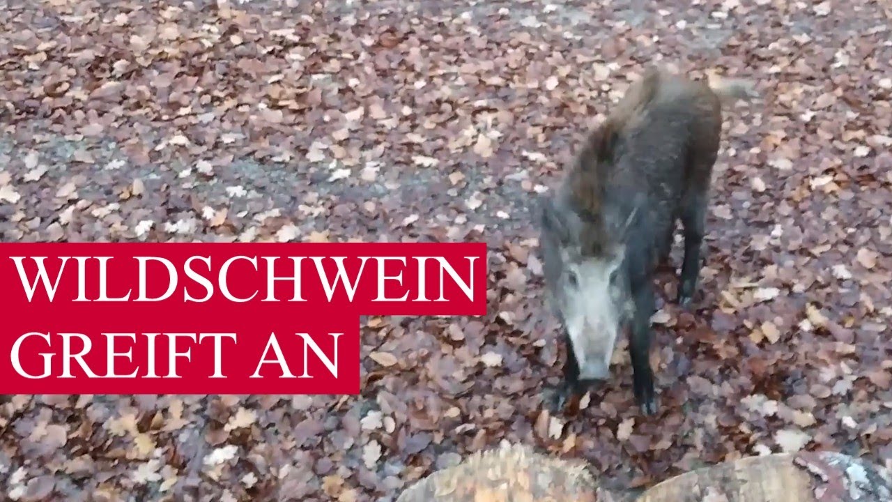 HEY GEH WEG (Wildschwein-Angriff)