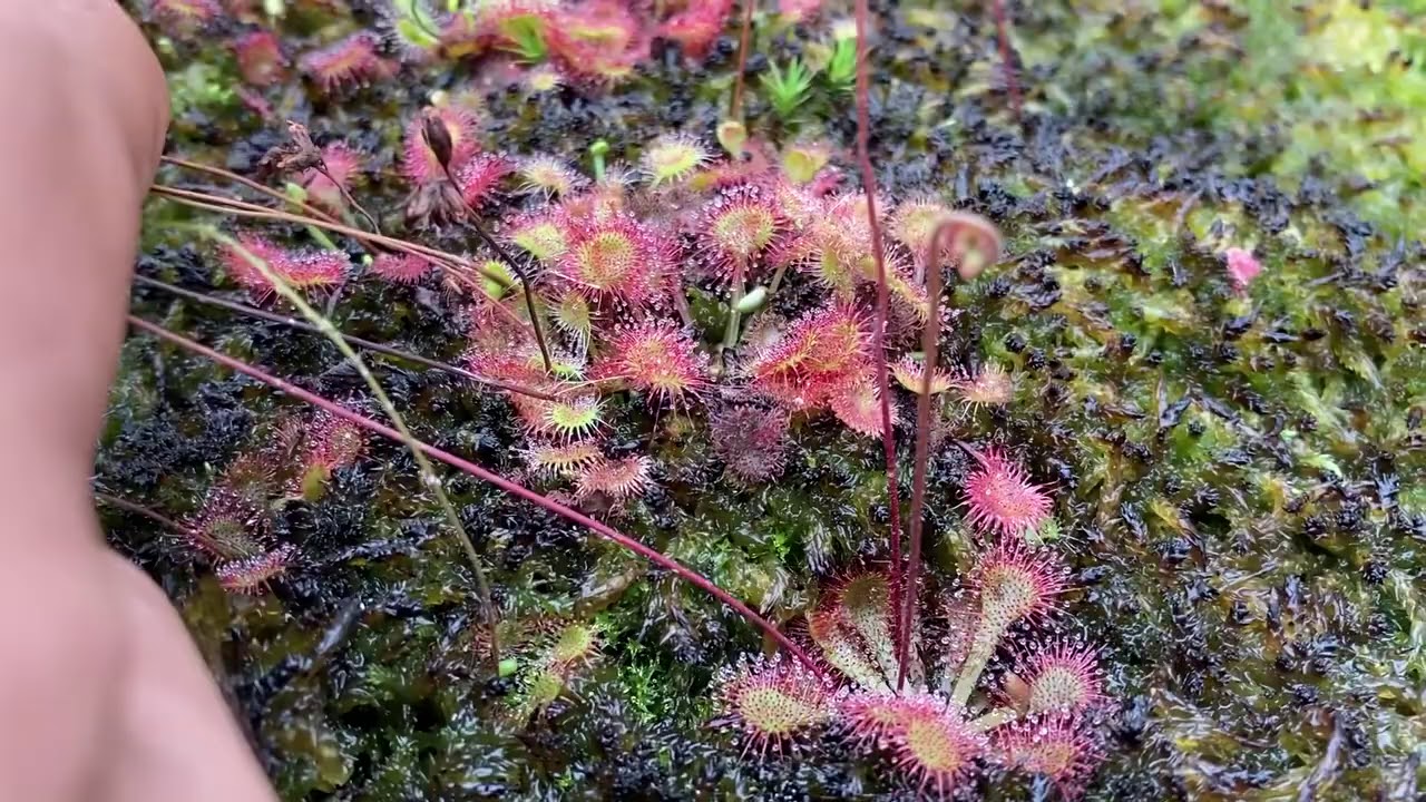 Pantano de Droseras europeas (Parte 3/4)