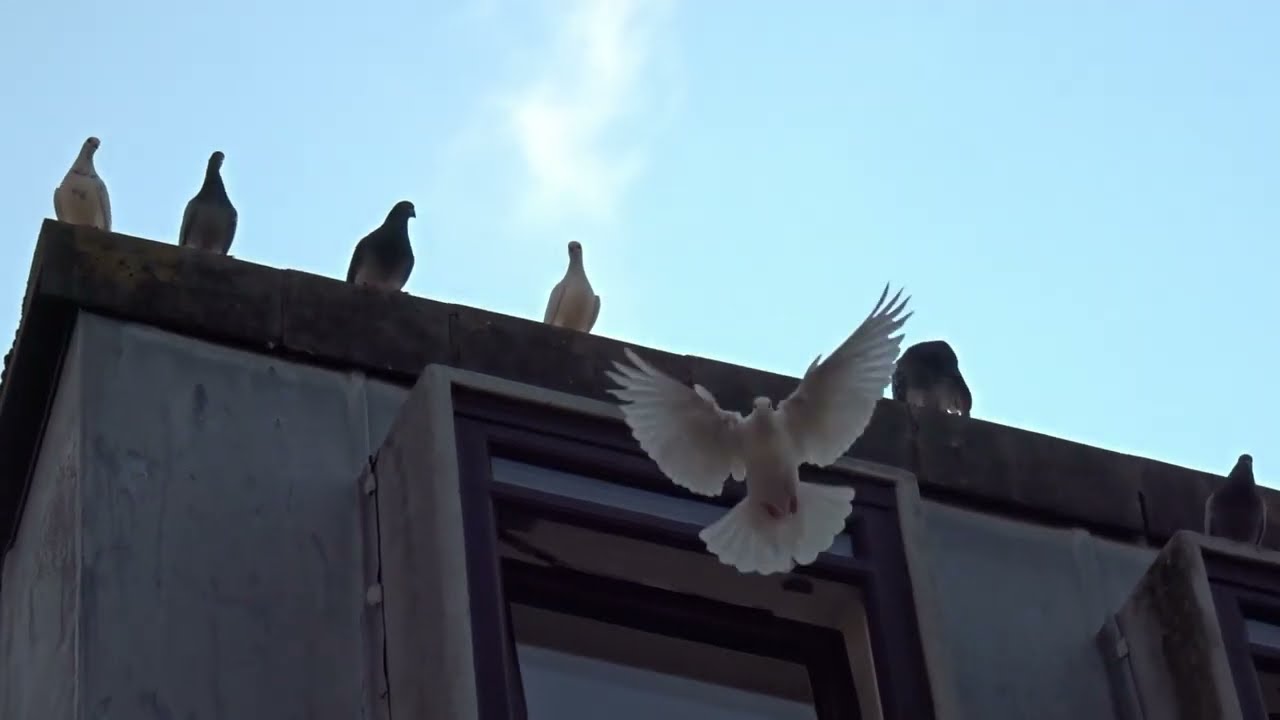 A Pigeons Brain