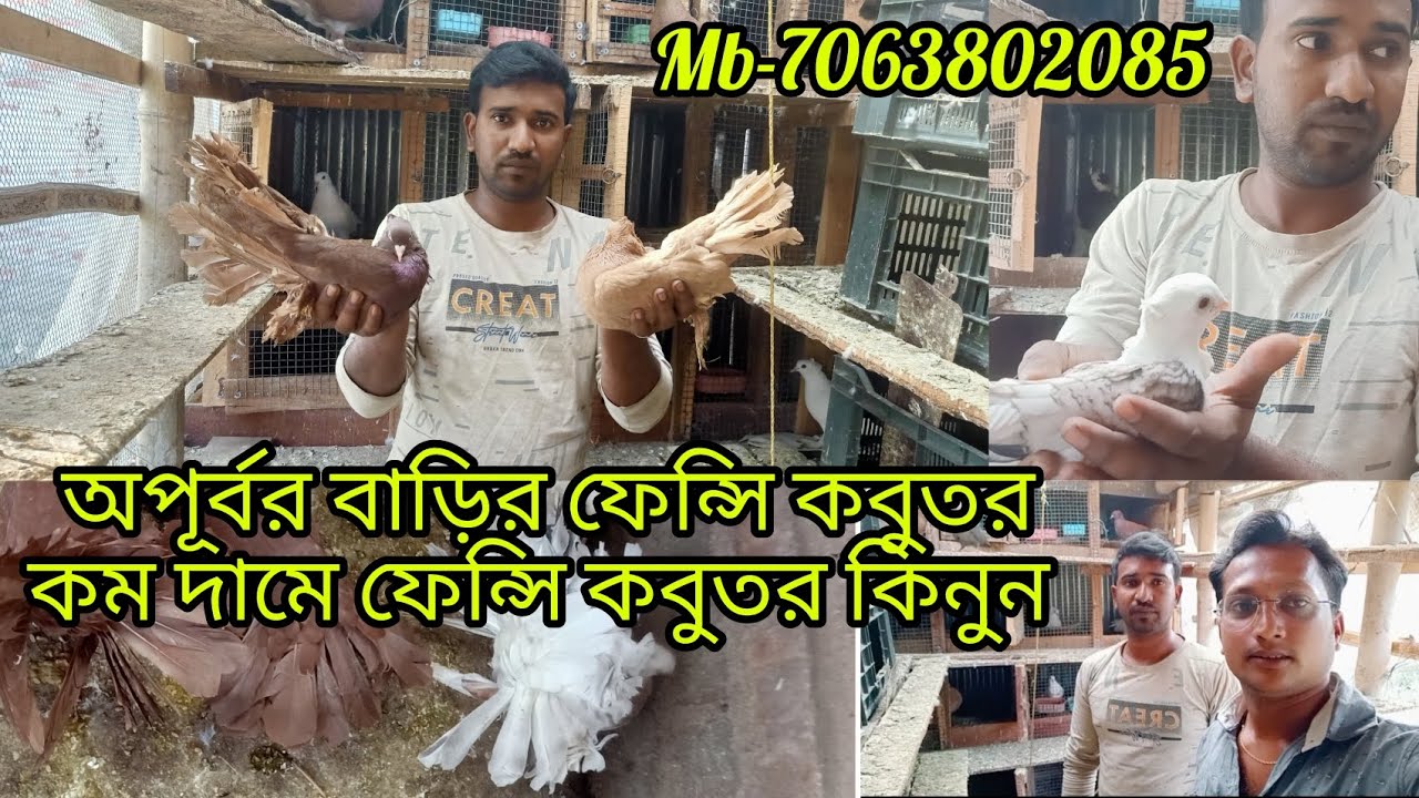 অপূর্ব ঘোষের ফেন্সি কবুতর ফার্ম 22.2.2024 apurba ghosher fancy pigeon LOFT #pigeon #fancypigeon