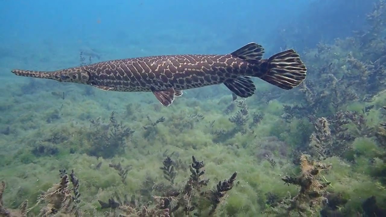 Gar - Spring Lake Texas