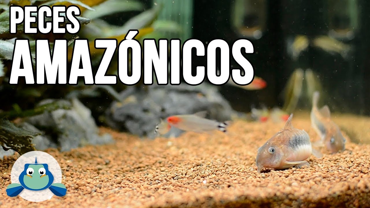 CORYDORAS AENEUS