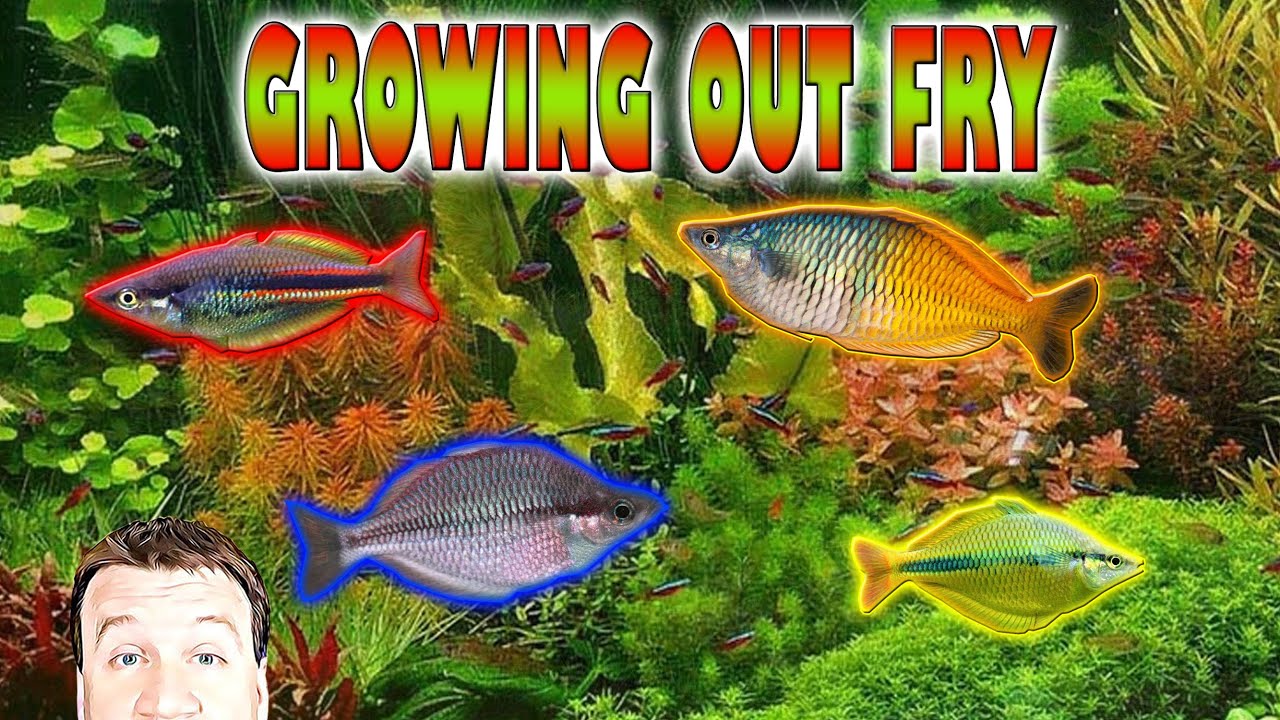 How to Hatch and Grow Out Rainbow Fish Fry