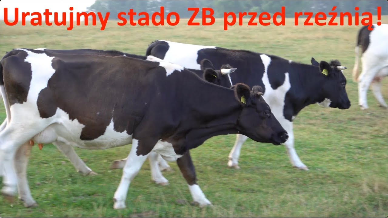 POLSKA CZARNO-BIAŁA na SPRZEDAŻ