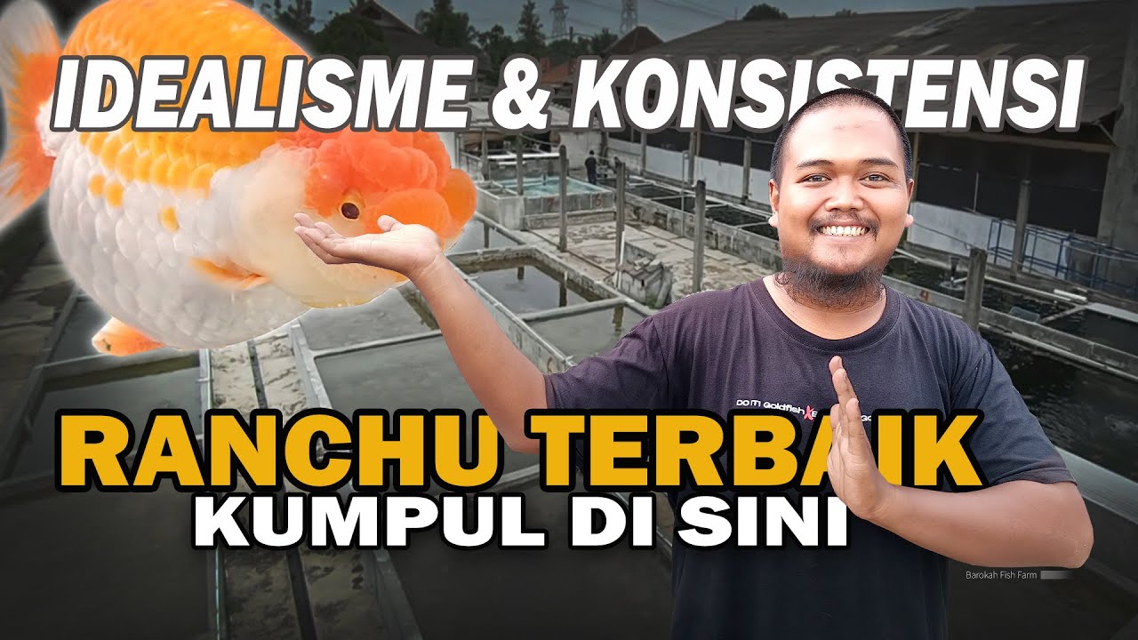 BUAH DARI IDEALISME & KONSISTENSI BETERNAK MAS KOKI JENIS RANCHU | BAROKAH GOLDFISH FARM