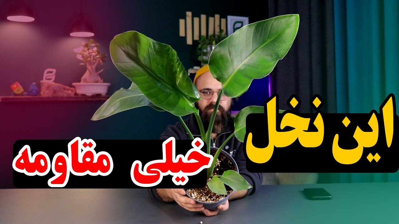 نخل نیکولای بهتر از آلوکازیا است؟ بیایید مقایسه کنیم