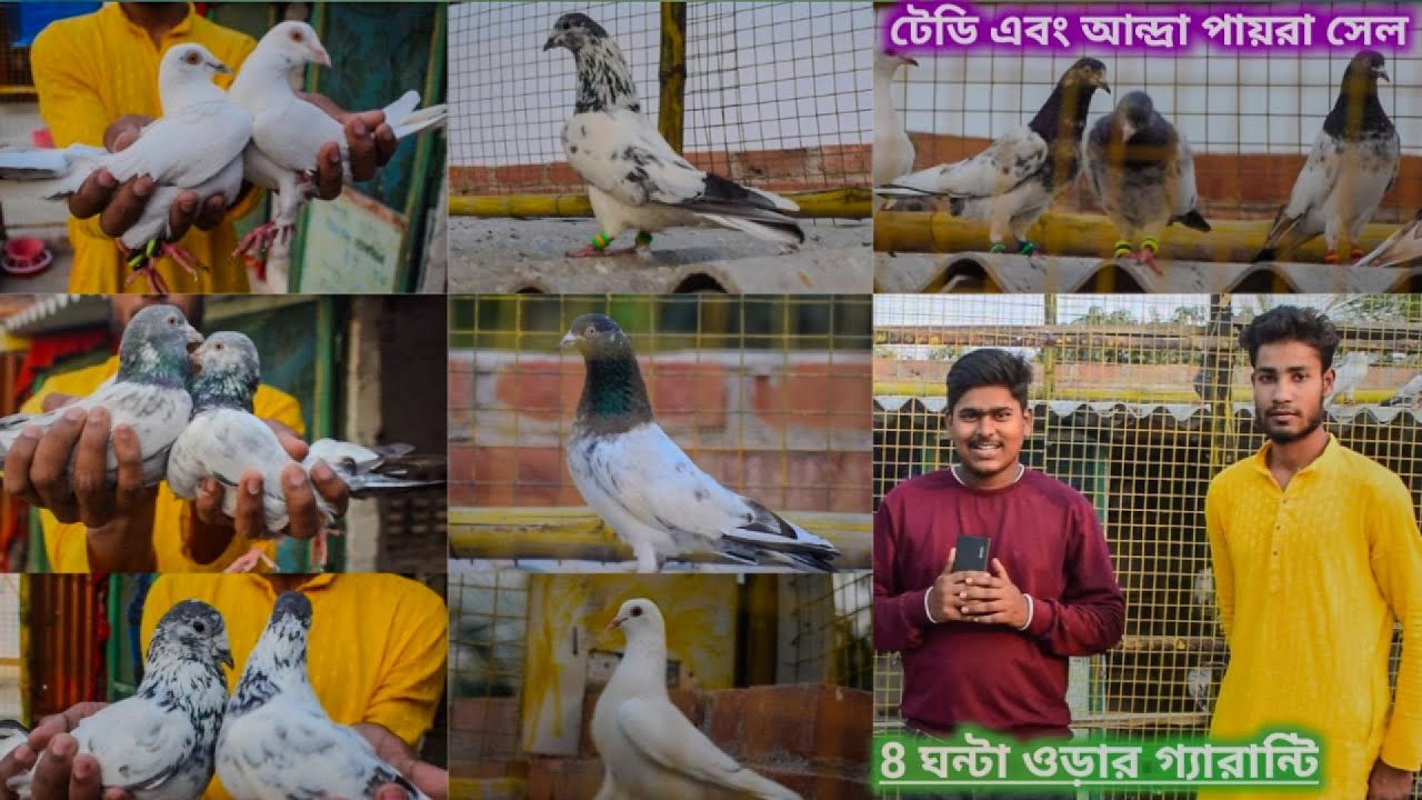 গ্যারান্টি সহ টেডি পায়রা সেল|উড়ার গ্যারান্টি সহ আন্দ্রা পায়রা সেল|teddy pigeon sale@dspigeon519
