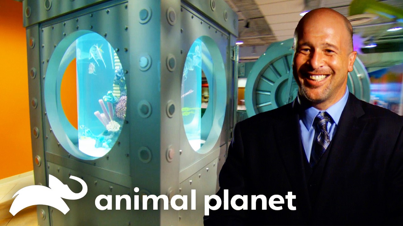 The Absolute CRAZIEST Tanks of SEASON 2! | Tanked | Animal Planet