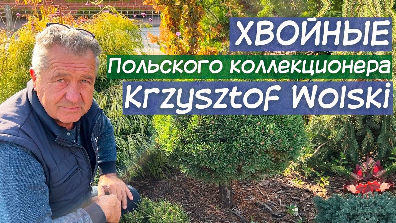 Хвойные коллекционера Krzysztof Wolski| Доступные к продаже