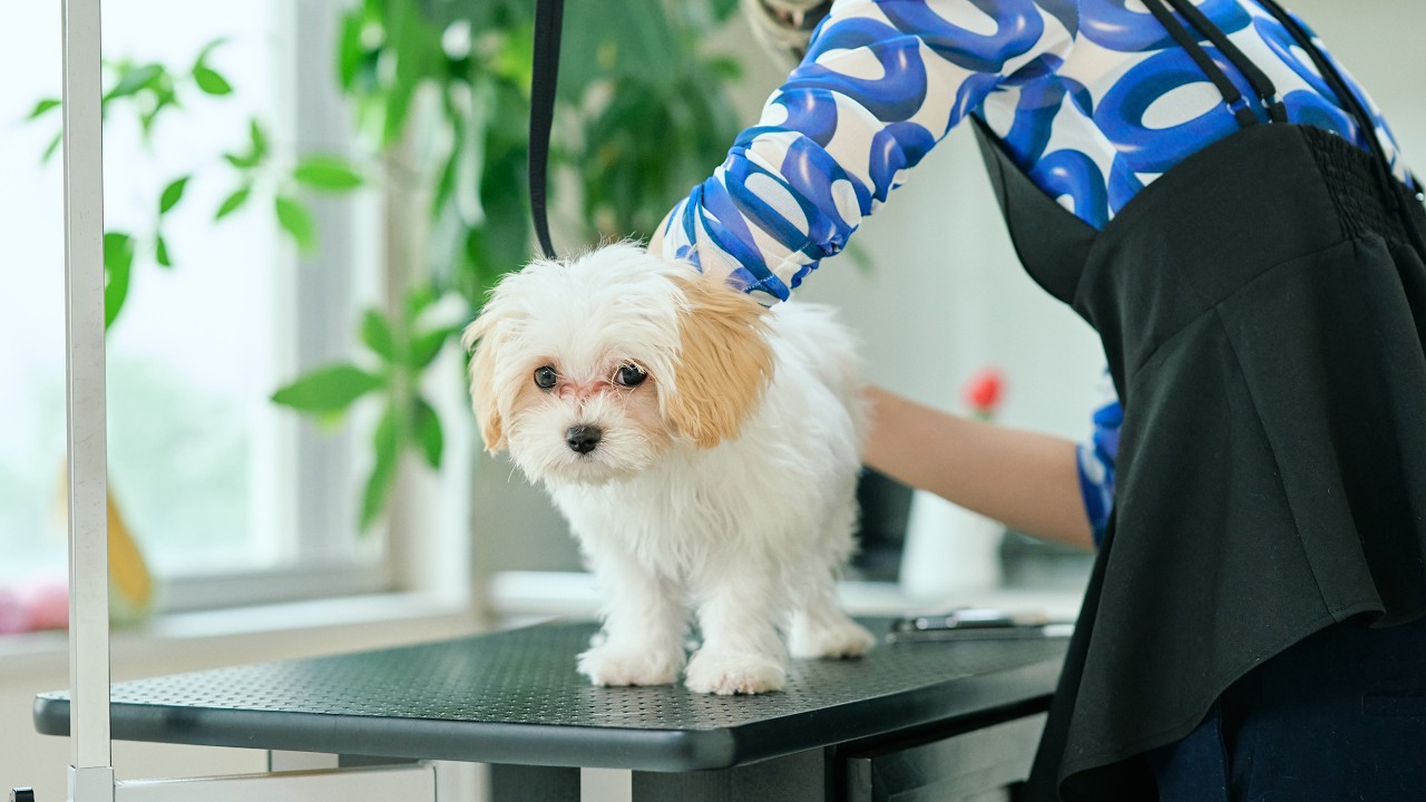 初めてのトリミングに挑戦！緊張でクンクン鳴いてしまう可愛い子犬