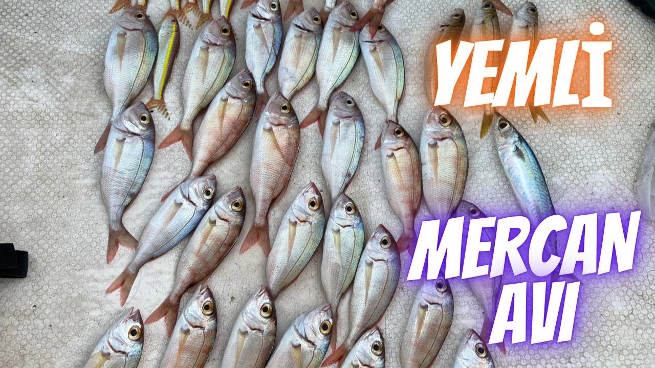 ALANYA DA KETEZE AVI MERCAN LOKUM ALİBEREKE