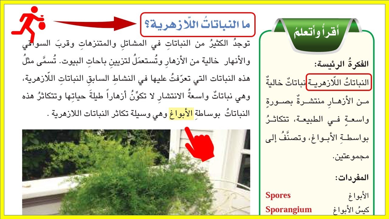 ملخص النباتات اللازهرية علوم الصف الخامس ابتدائي ص26
