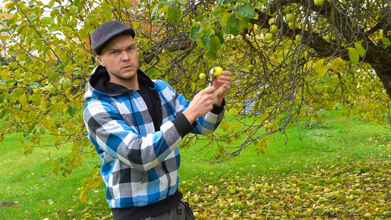 KUIDAS ÕUNASIIDRIT TEHA