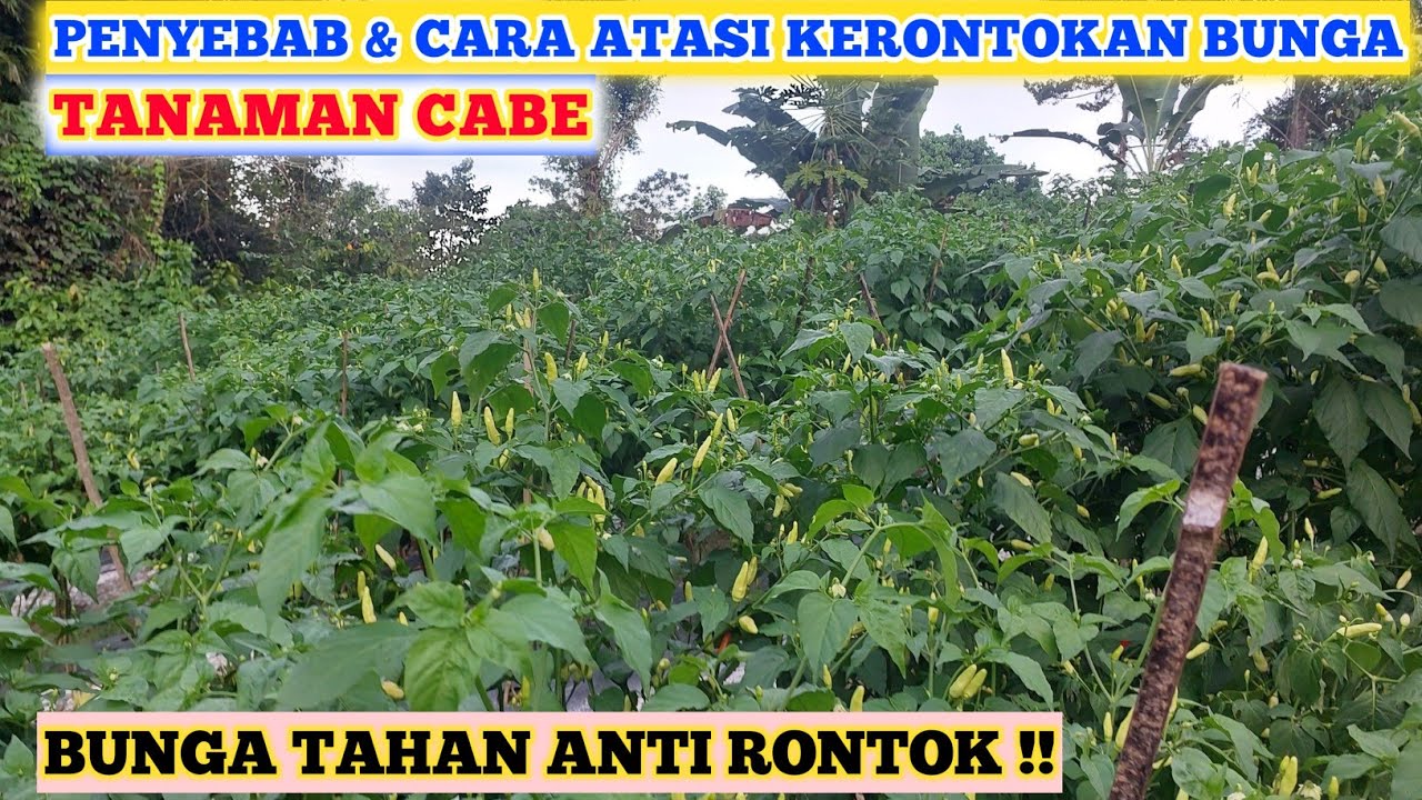 INILAH PENYEBAB DAN CARA MENGATASI BUNGA CABE RONTOK | MENCEGAH BUNGA CABE RONTOK