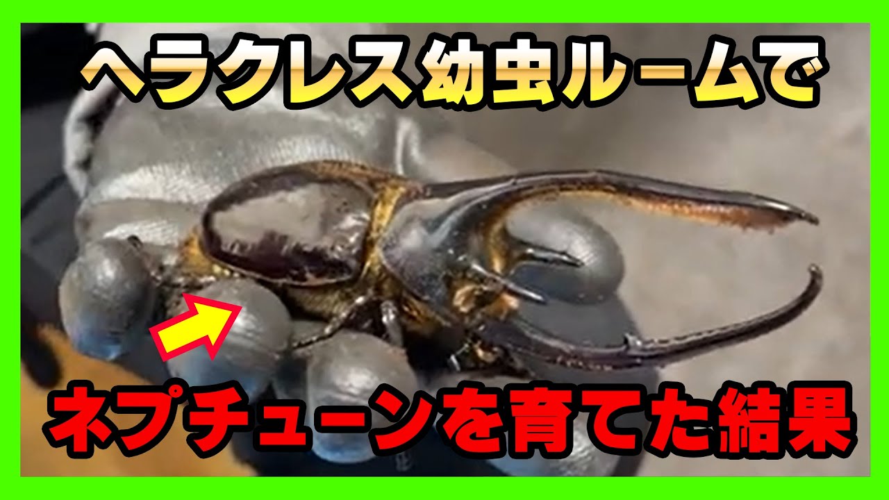 【2026年】年始1発目カブトムシ羽化掘り出し【ヘラクレス】