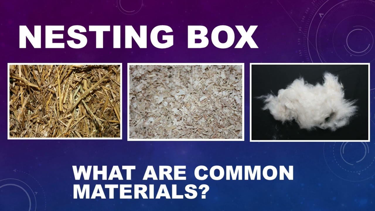 Rabbit Breeding Fundamentals - How long is the rabbits gestation period?