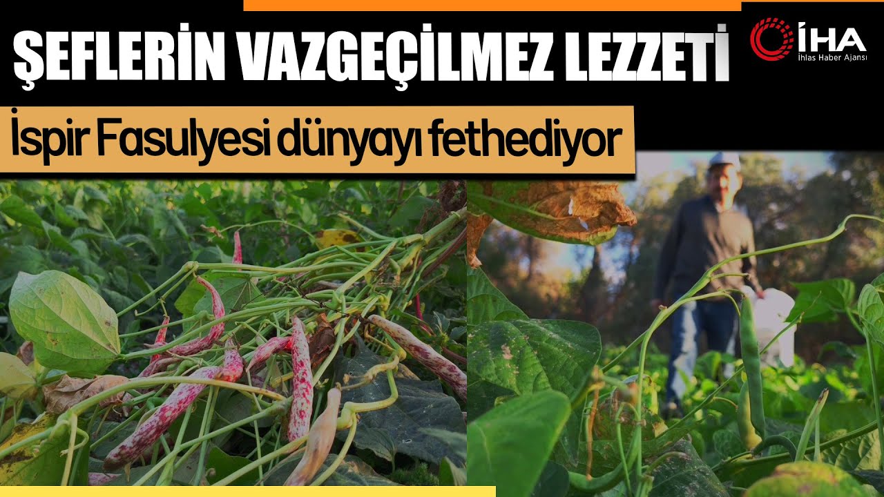 İspir Fasulyesi: T&uuml;rkiye&rsquo;den D&uuml;nyaya A&ccedil;ılan Gurme Lezzet