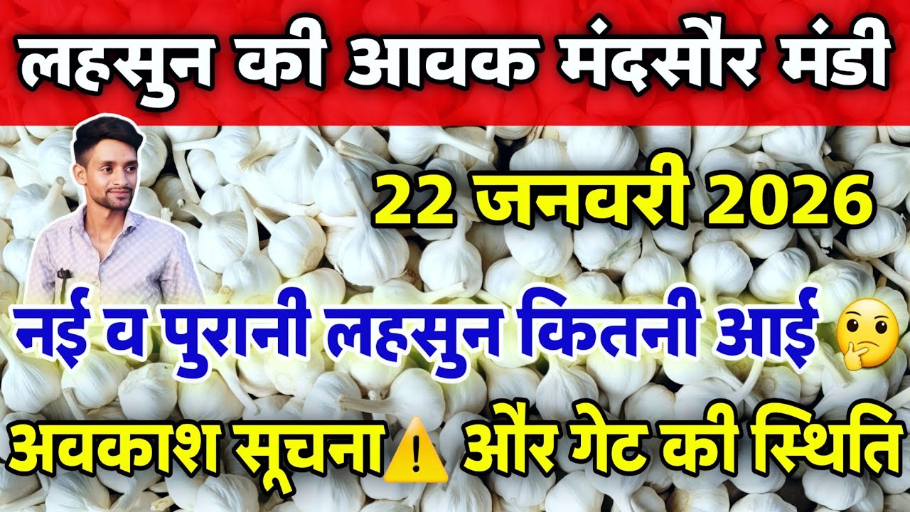 नई व पुरानी लहसुन की आवक मंदसौर मंडी 22 जनवरी 2026 | Garlic Arrival Mandsaur #mandsaur_mandi_bhav 