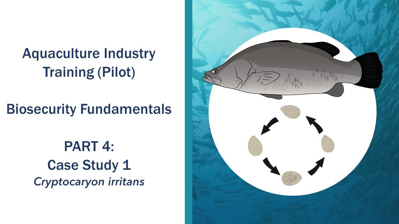 Biosecurity Fundamentals - Part 4 - Case Study 1- Cryptocaryon irritans