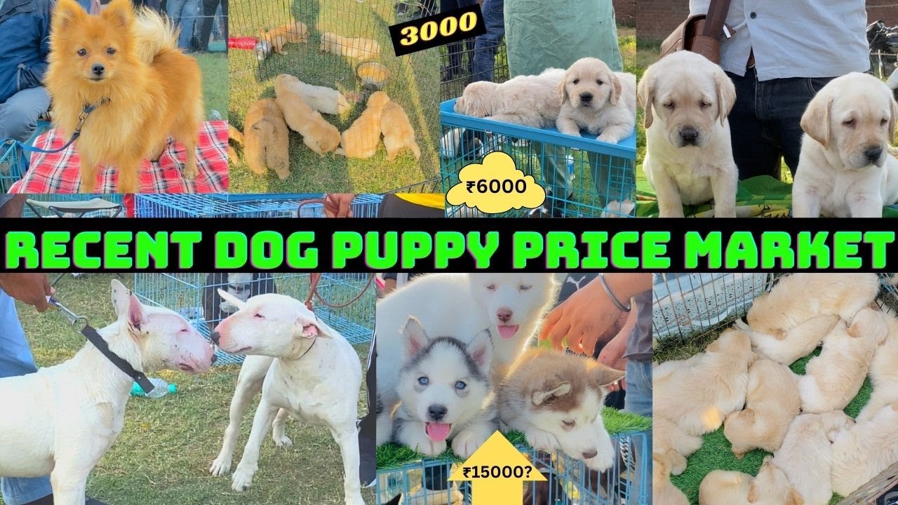 Recent Dog Puppy Price Market in Punjab || Dog Street Market Patiala 2022