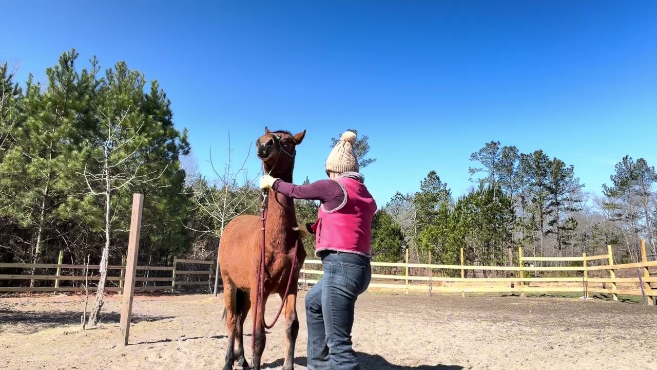 Young stallion training- session 1 