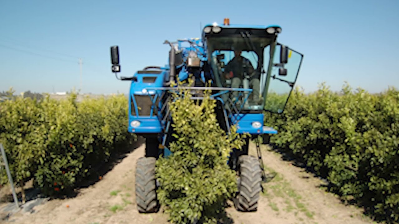 3) IFAPA research station mechanical pruning and high density