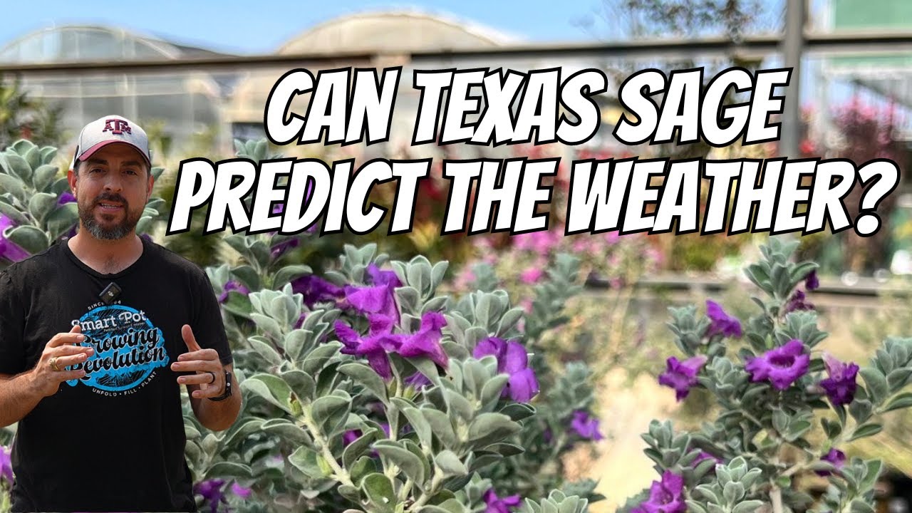 Can Texas Sage Predict The Weather?