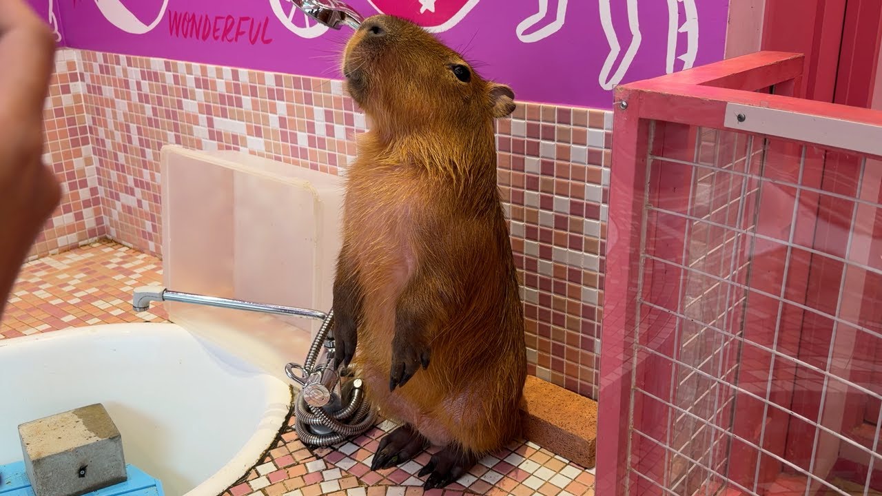 Cutest Capybara & Fennec Fox Cafe in Tokyo 🦊 Harajuku Kawaii Zoo Land