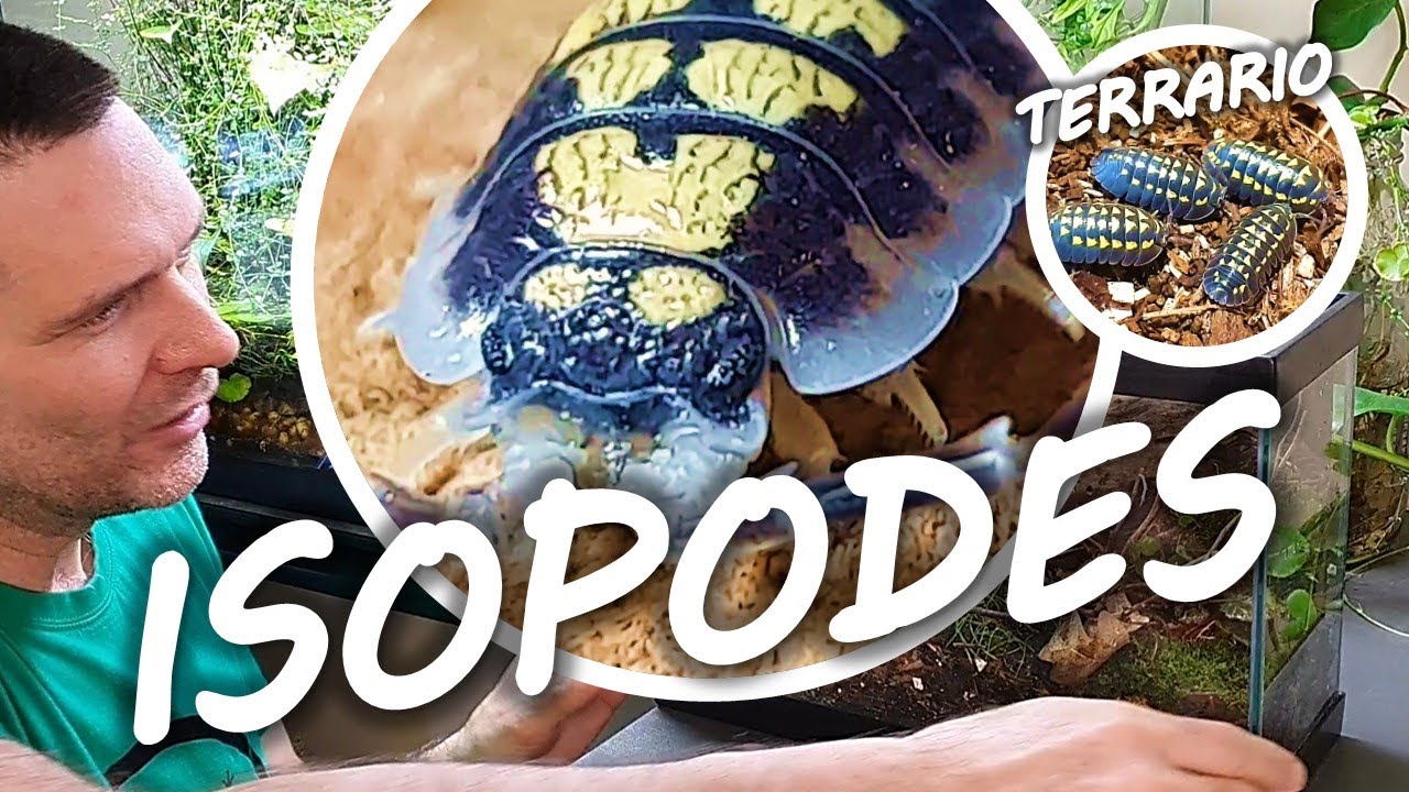 SUBSTRAT TERRARIUM BIOACTIF ET ISOPODES 🤩 + BONUS