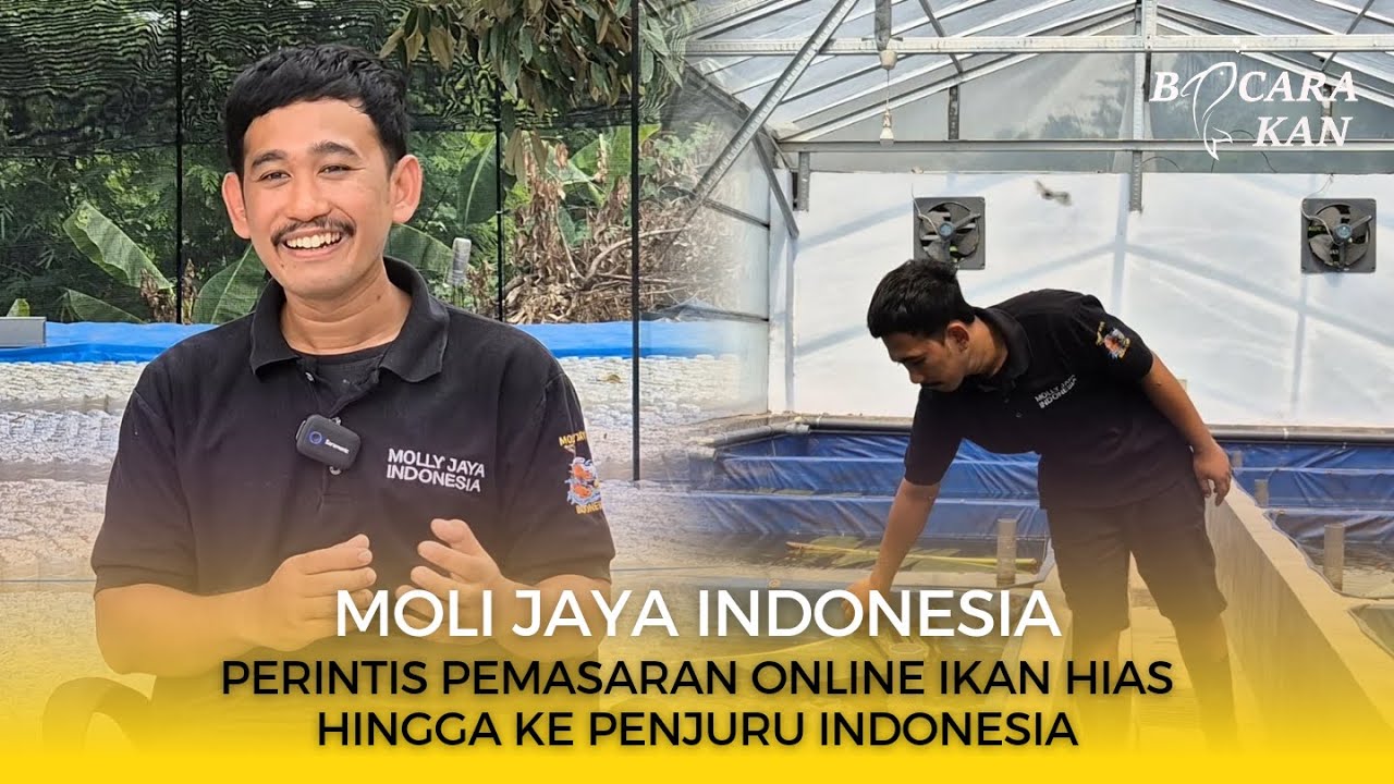 MOLLY JAYA INDONESIA SUKSES PEMASARAN ONLINE IKAN HIAS KE SELURUH INDONESIA