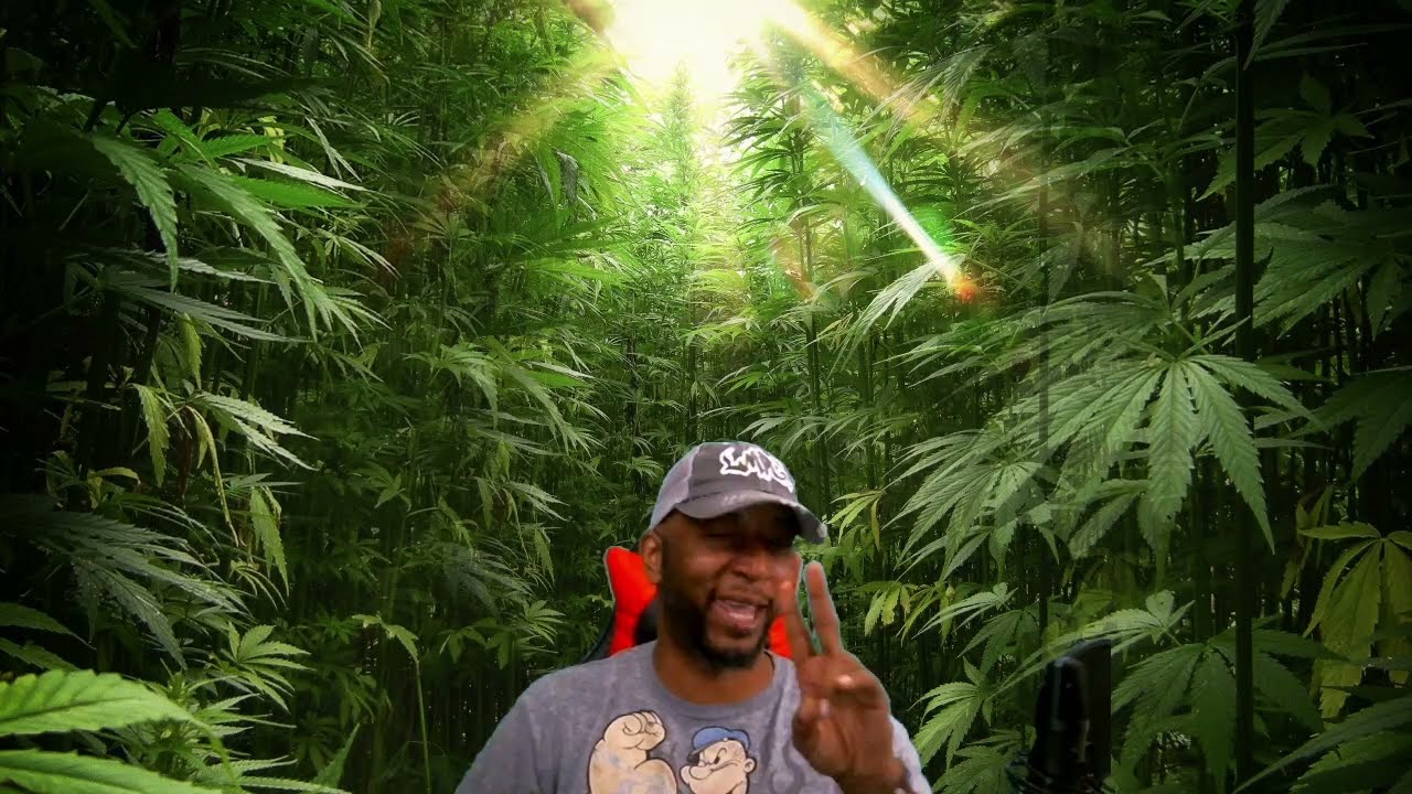 Growing Cannabis indoors : King Nebulis Returns
