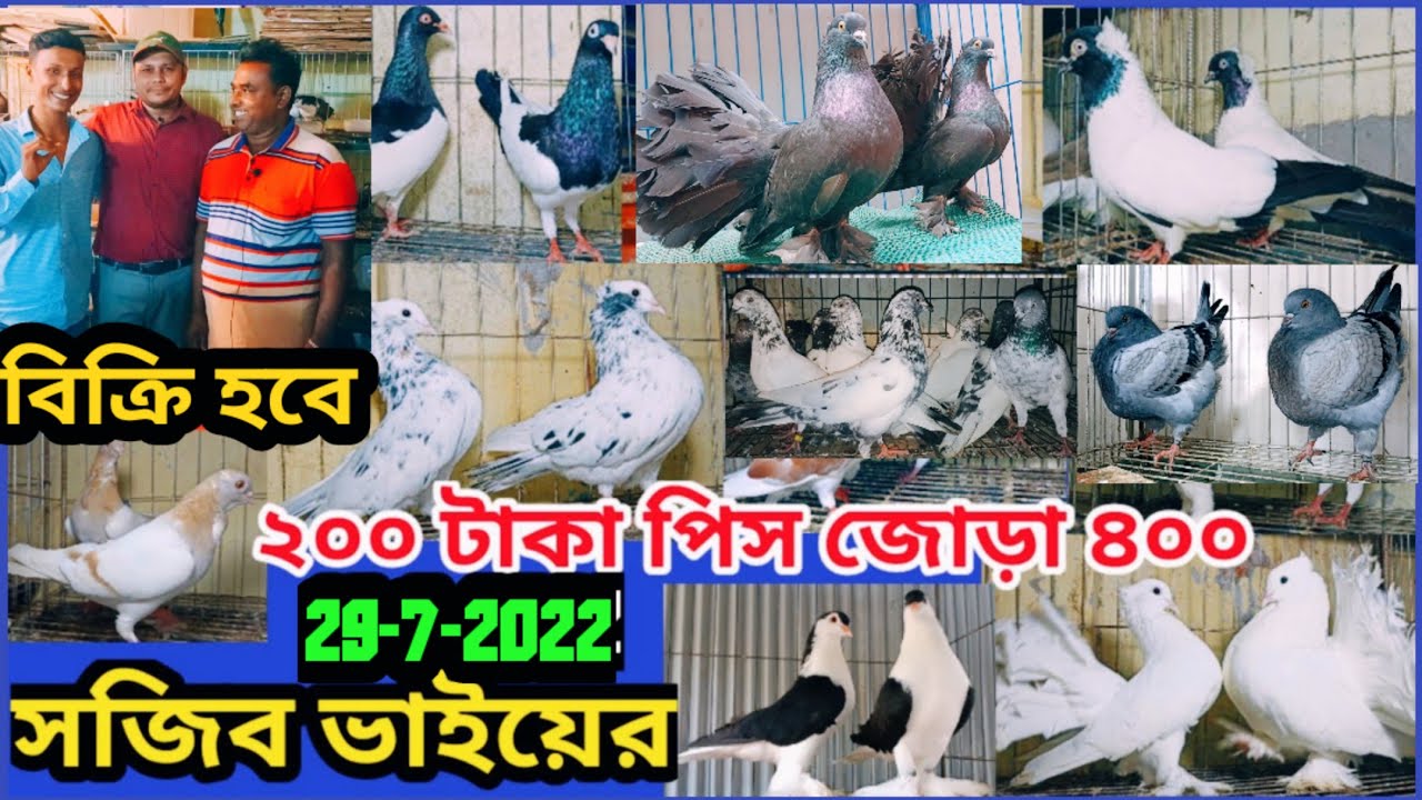 ২০০ টাকা পিস জোড়া ৪০০ থেকে শুরু সজীব ভাইয়ের কবুতর  গিরিবাজ রেসার ফেন্সি সিরাজি লক্ষা ম্যাকপই কিং