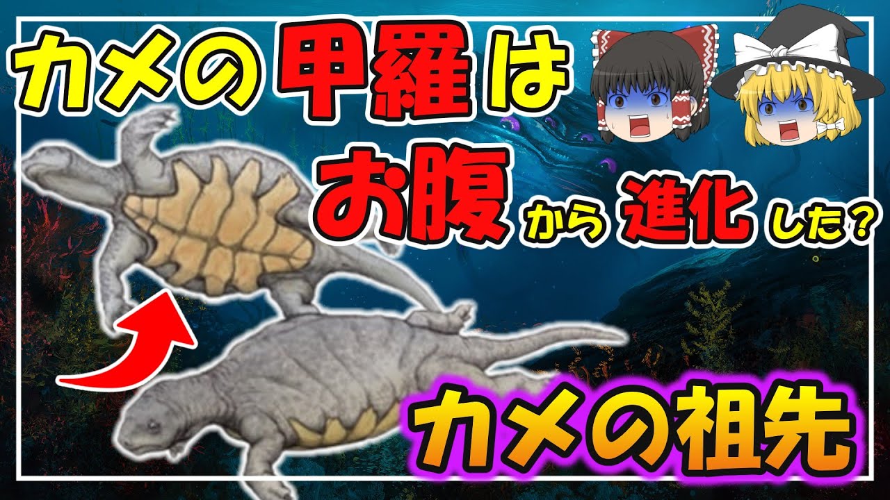 【カメの進化】カメの甲羅の異常性とは